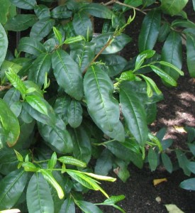 Tea growing: Camellia Sinensis the plant from which green tea is made