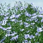 Linseed, flax flowers, Linseed is the main active component of the Budwig diet