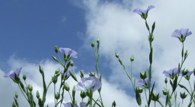 Linseed (flax) in flower