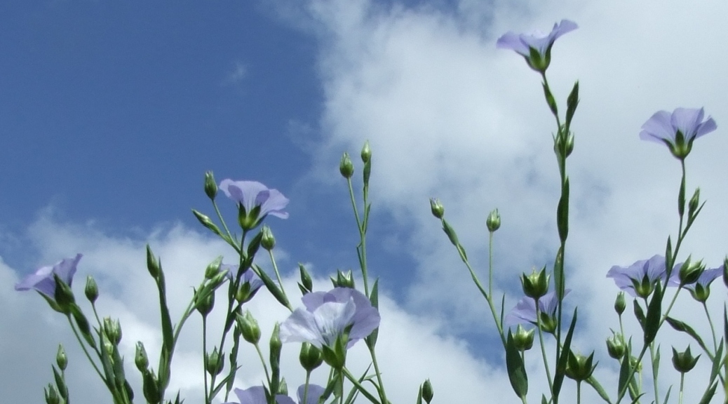 Linseed (flax) in flower