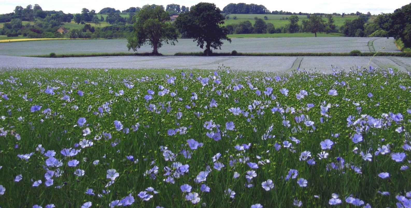 Linseed in bloom in the UK