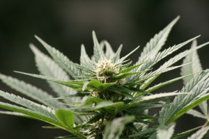 Cannabis_sativa source of CBD and THC compounds shown to have anti-cancer properties