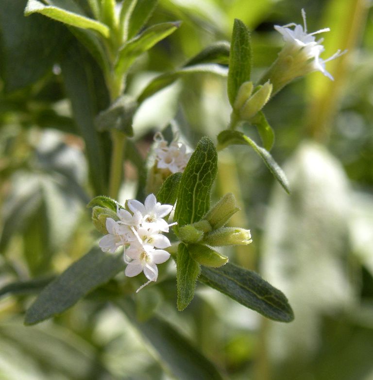 Stevia rebaudiana in flower