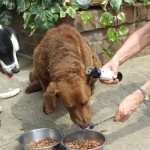 Dogs enjoy good quality linseed (flaxseed) oil.