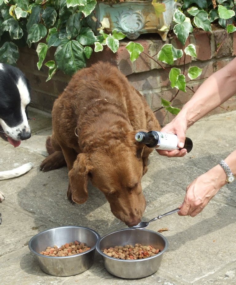 Dogs enjoy good quality linseed (flaxseed) oil.