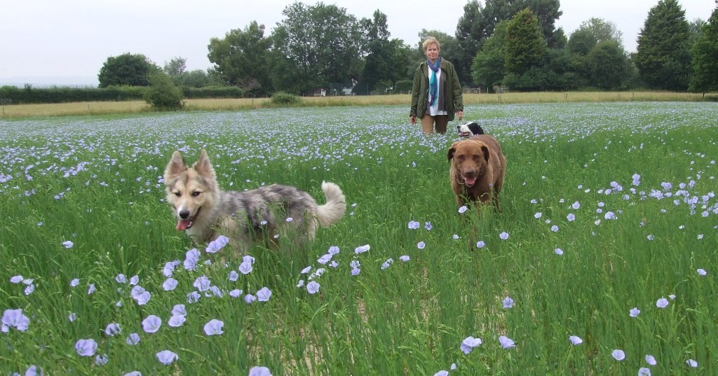 Dogs on a walk though field of linseed (flax) in flower.